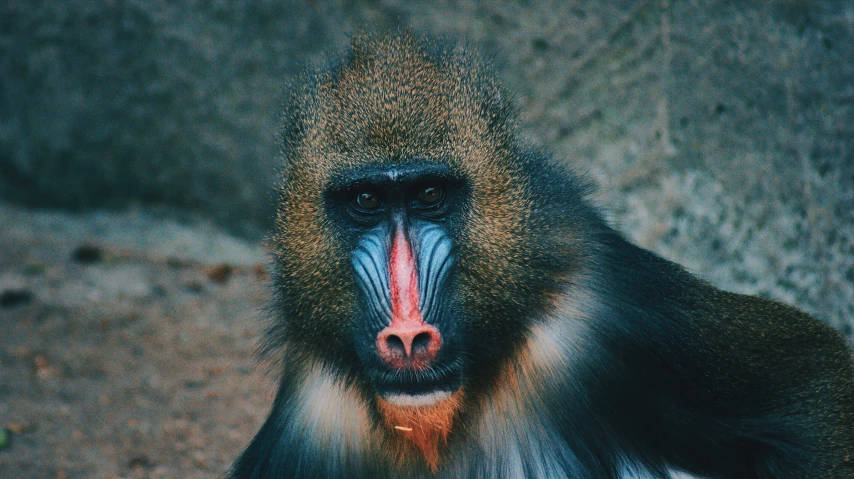 an animal with an interesting long face sitting on a rock