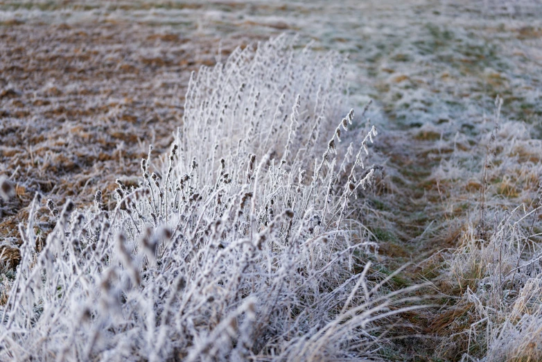 frosted plants in an open field on a frosty day