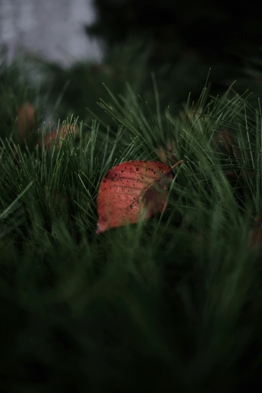the red leaf sits in the green leaves