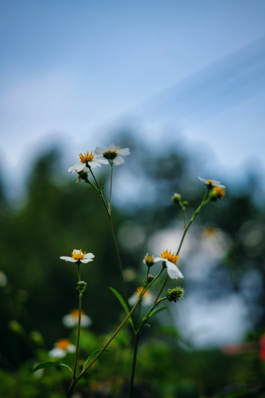 a close up of flowers with trees in the background