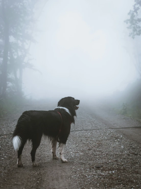 a black and white dog standing on the side of a dirt road