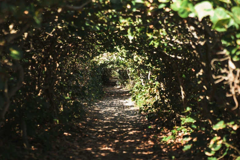 a walkway covered in many leaves leads to another tree lined path