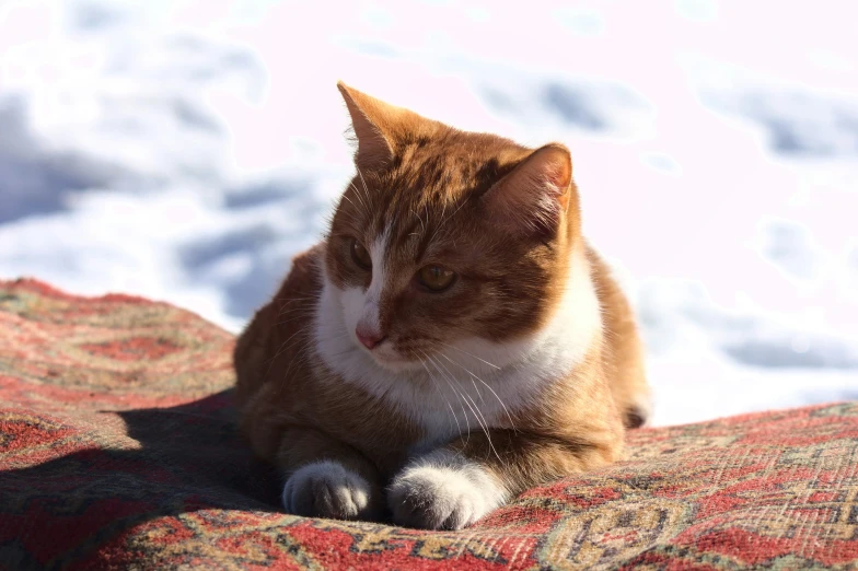 a cat is sitting on the surface in the sun