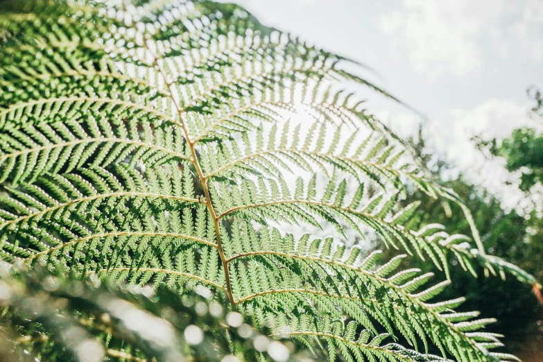 a fern plant with many leaves on it