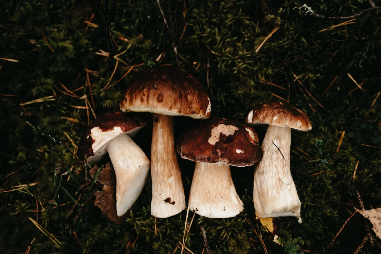 several mushrooms are gathered together outside in the grass