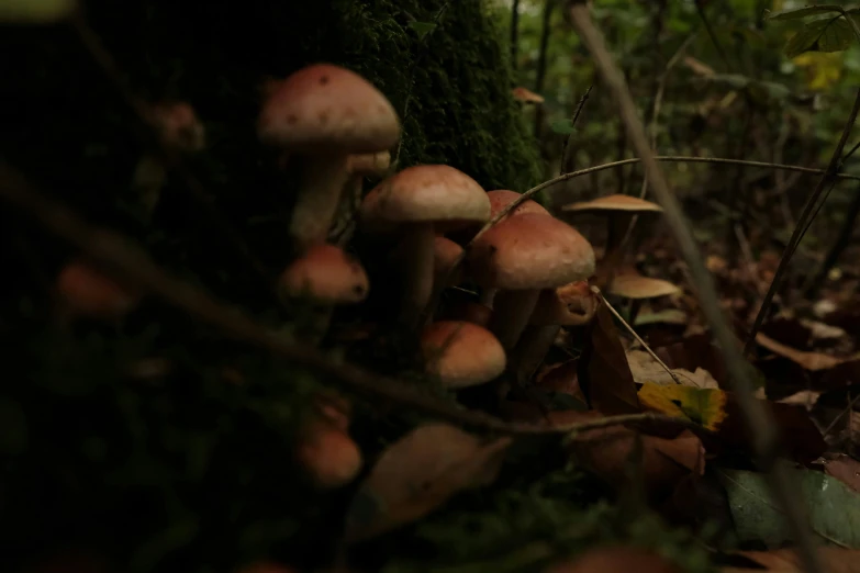 many mushrooms are growing on the ground next to a tree