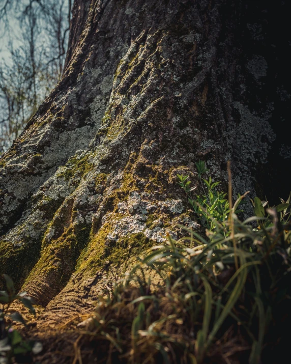 an old tree with moss on the base