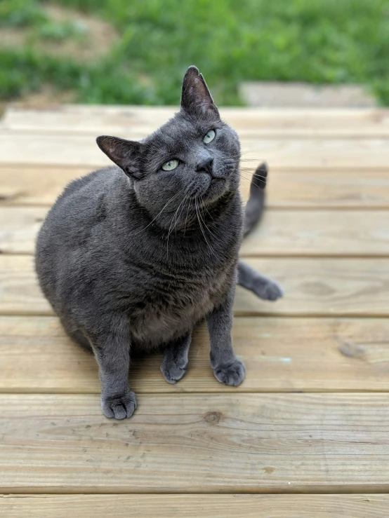 a cat sitting on top of a wooden deck