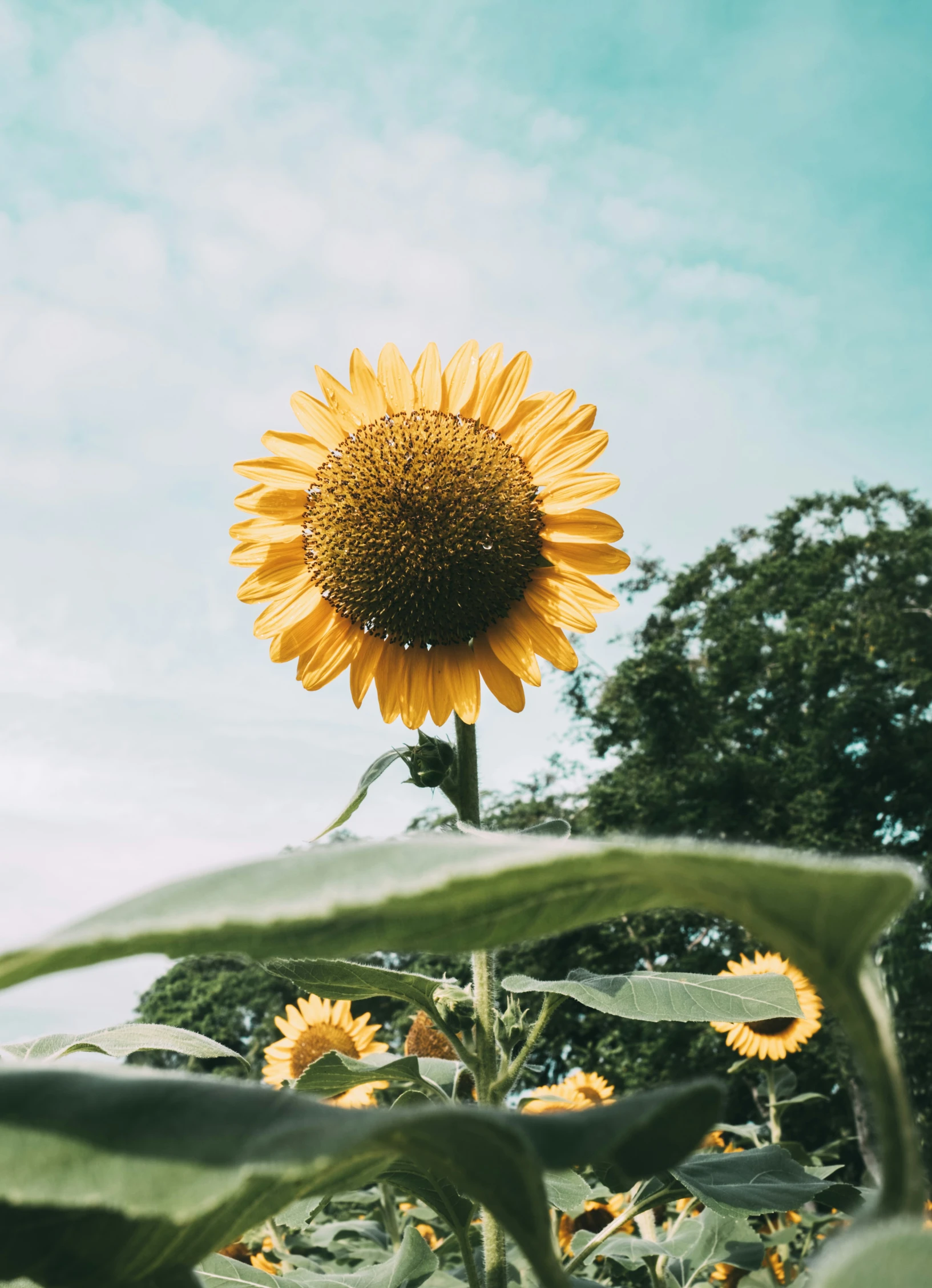 there is a sunflower on top of a large green plant