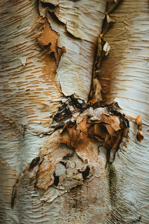 an image of a close up of a tree