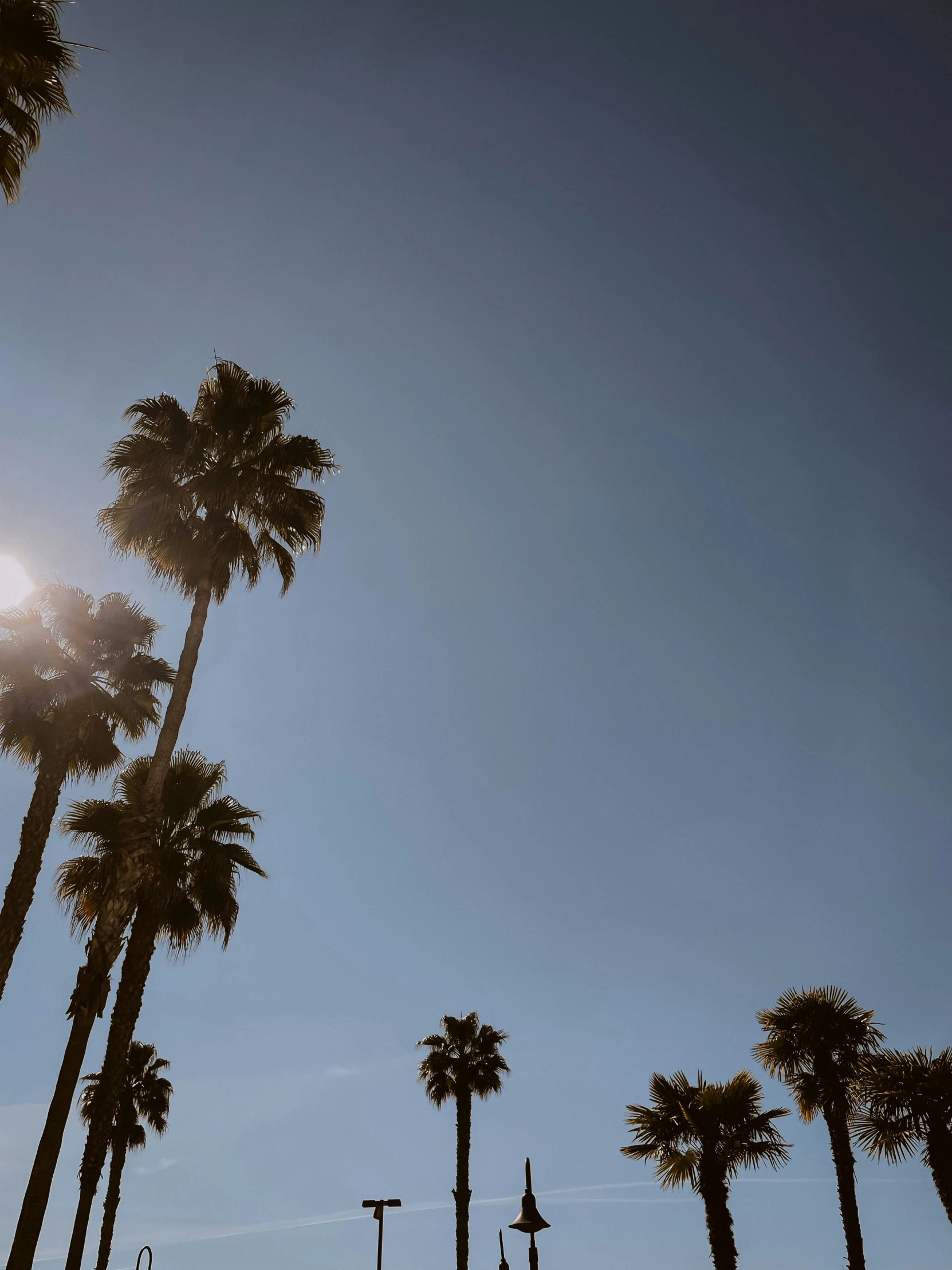 an image of the setting sun and palm trees