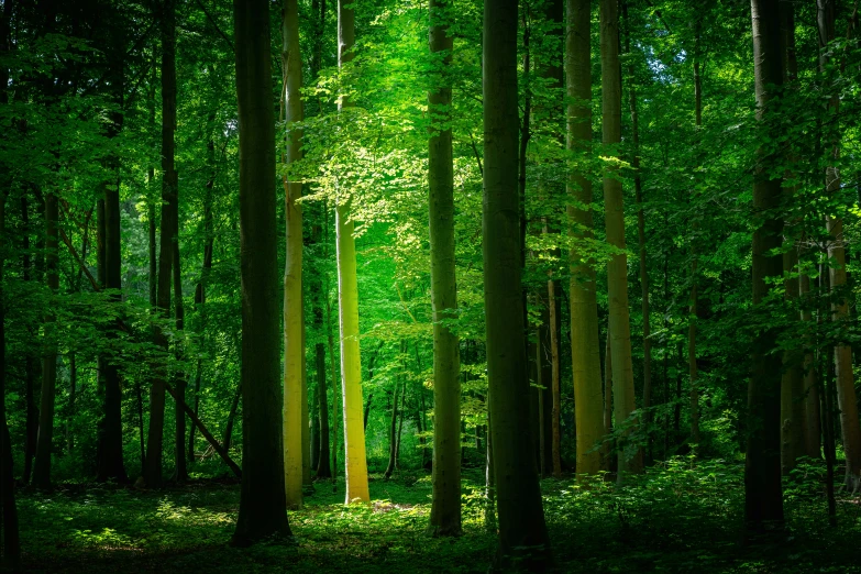 a lush green forest filled with lots of trees