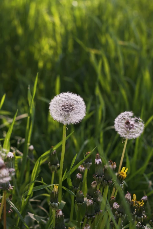 a couple of flowers that are in the grass