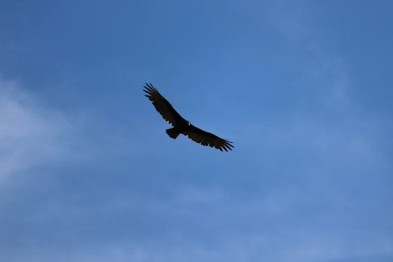 an image of a bird flying high up in the sky