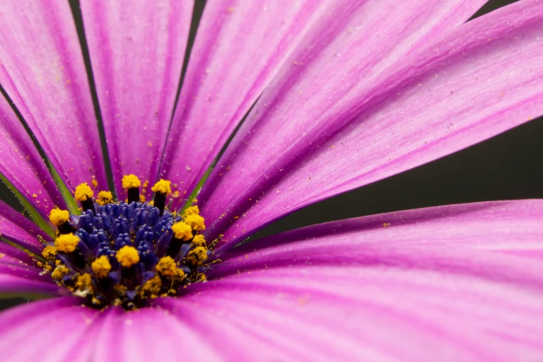 an extreme close up of a flower with a black background