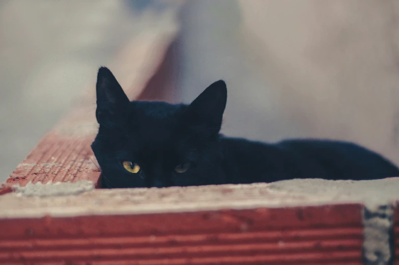 a black cat sitting on the side of a red building