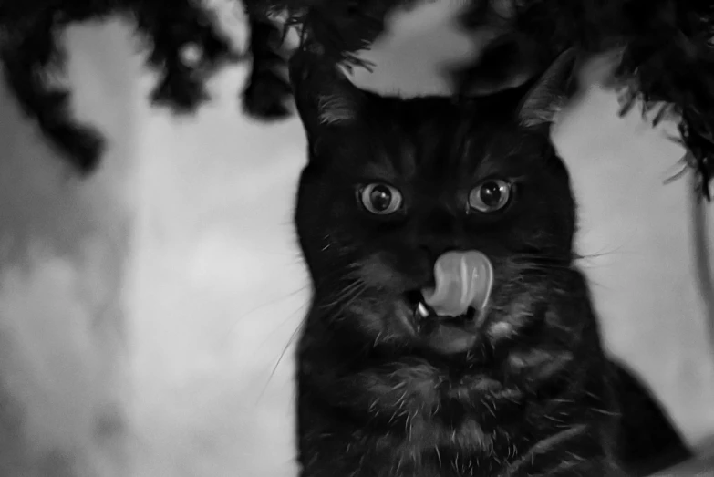 a black cat sticking his tongue out