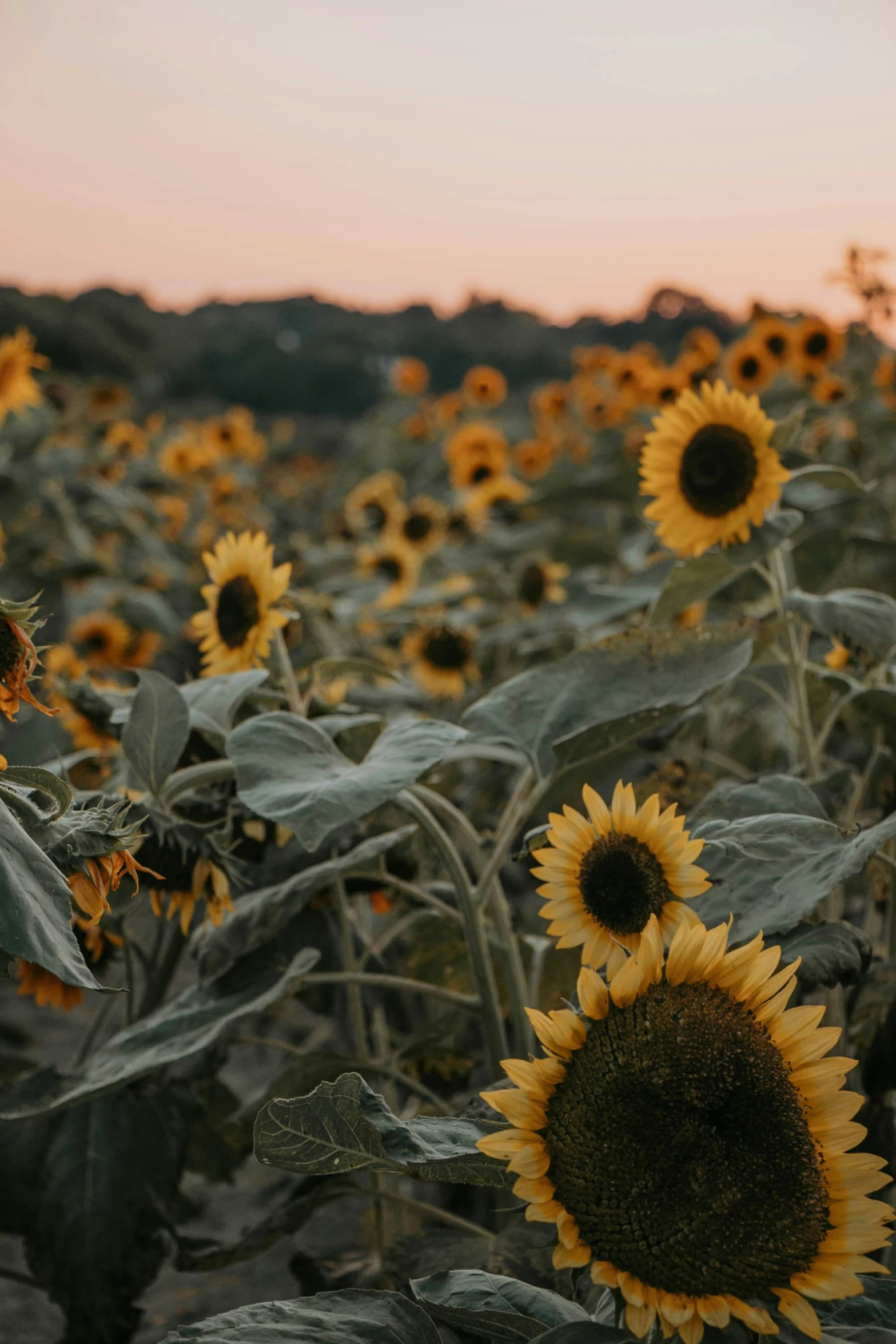 a field with a bunch of sunflowers in the foreground