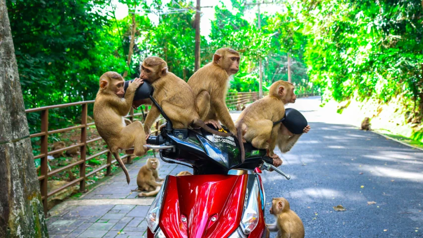 a number of small monkeys on the back of a motorbike