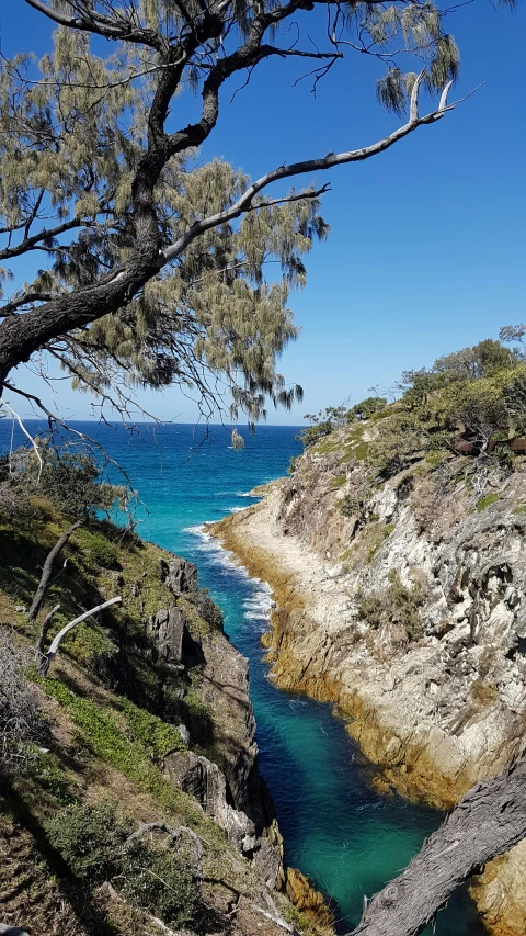 this is a tree near the ocean