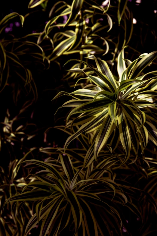 a close up of a large plant with very thin leaves