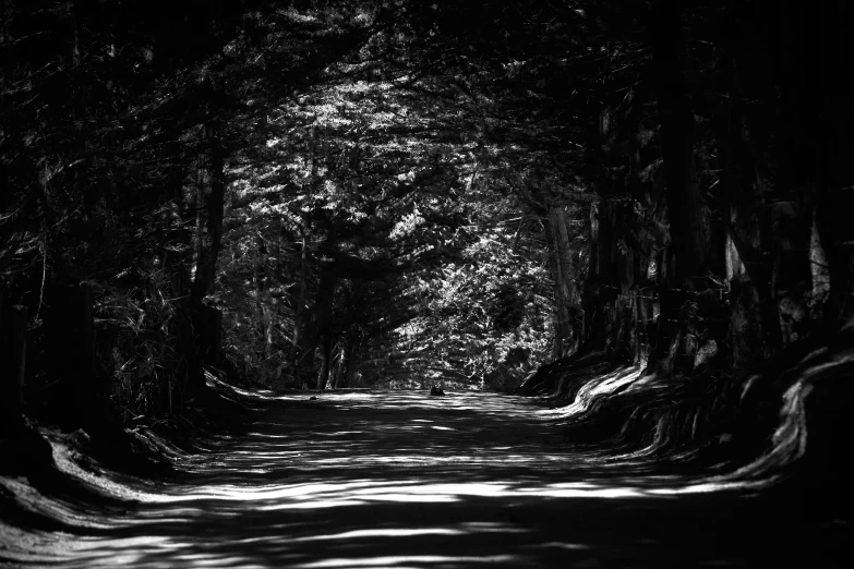 a road is surrounded by large trees in the woods