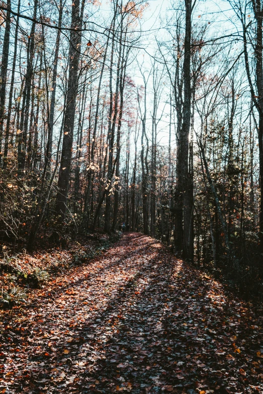 the leaves are covering the road in the woods