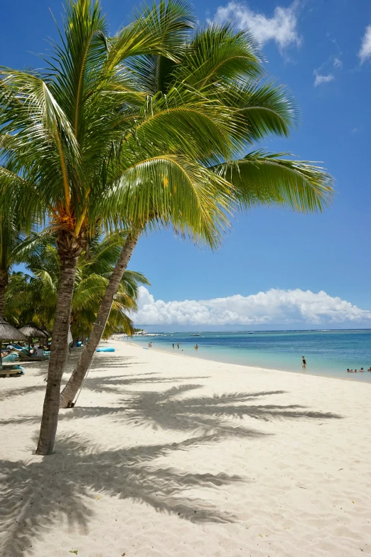 a beach with palm trees in front of the ocean