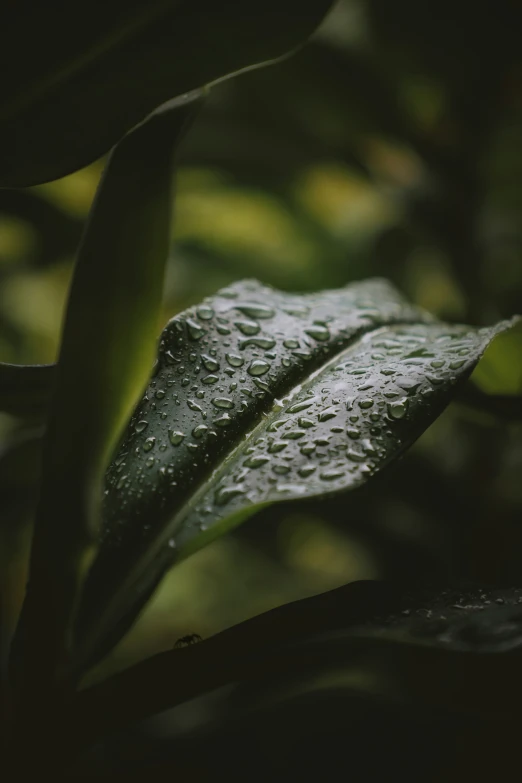 the leaves of some type of tree are covered in rain