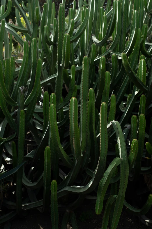 several large cactus like plants in the sun