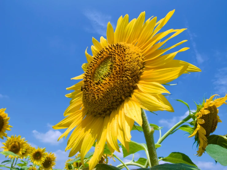 a sunflower on a sunny day in the country