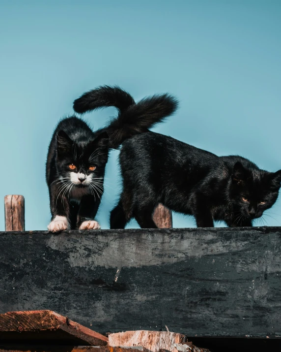 two black cats stand on a wooden post near each other