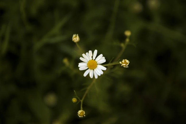 some flowers with yellow centers are on the stems