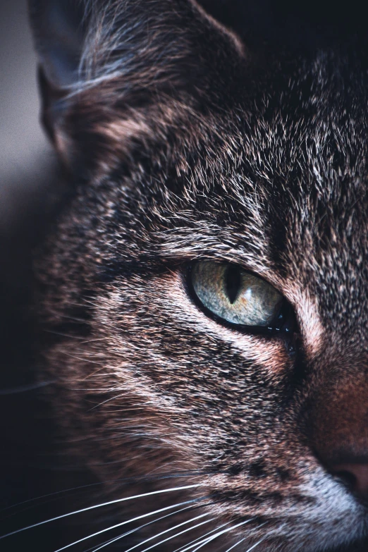 a close up s of a cat's eyes