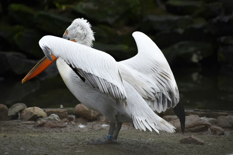 the bird has a large beak near a body of water