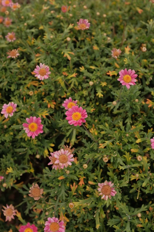 this is an image of some colorful flowers