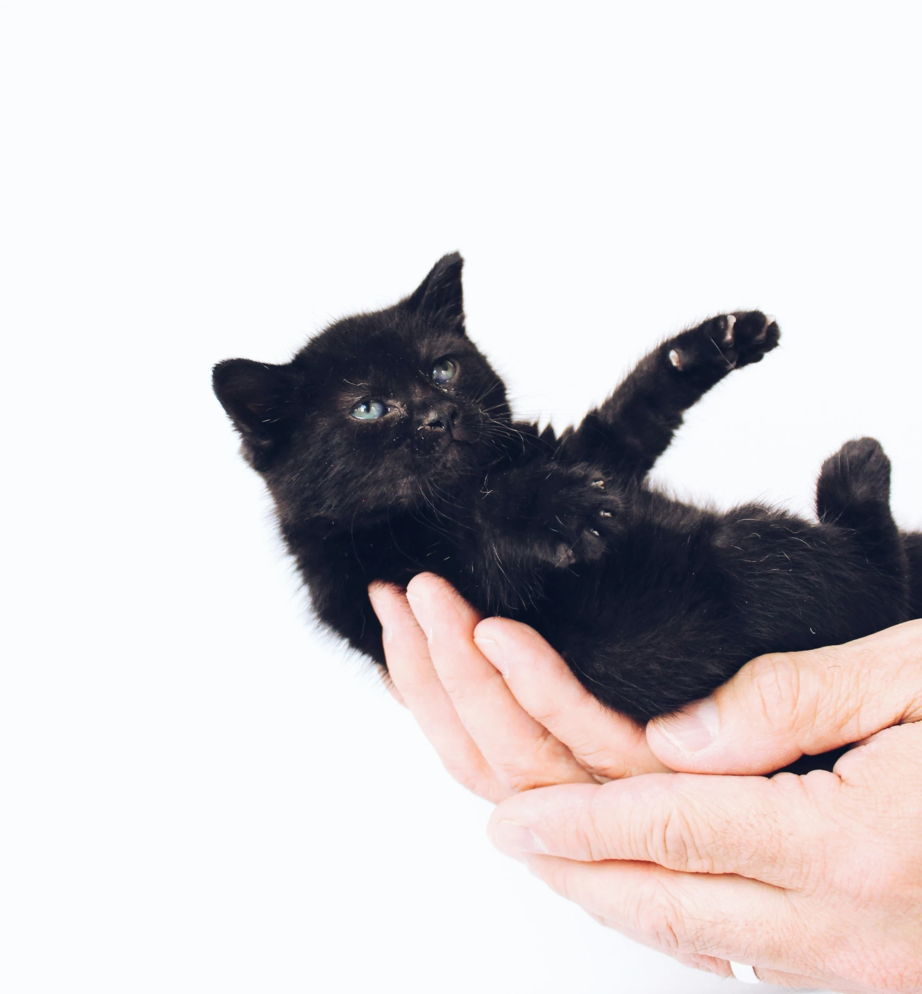 a person holding a small black kitten in their hands
