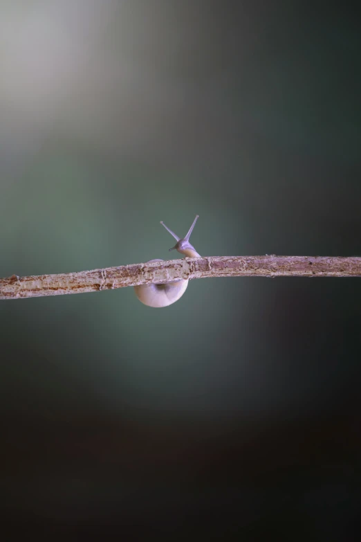 the tiny snail is sitting on the end of a long twig