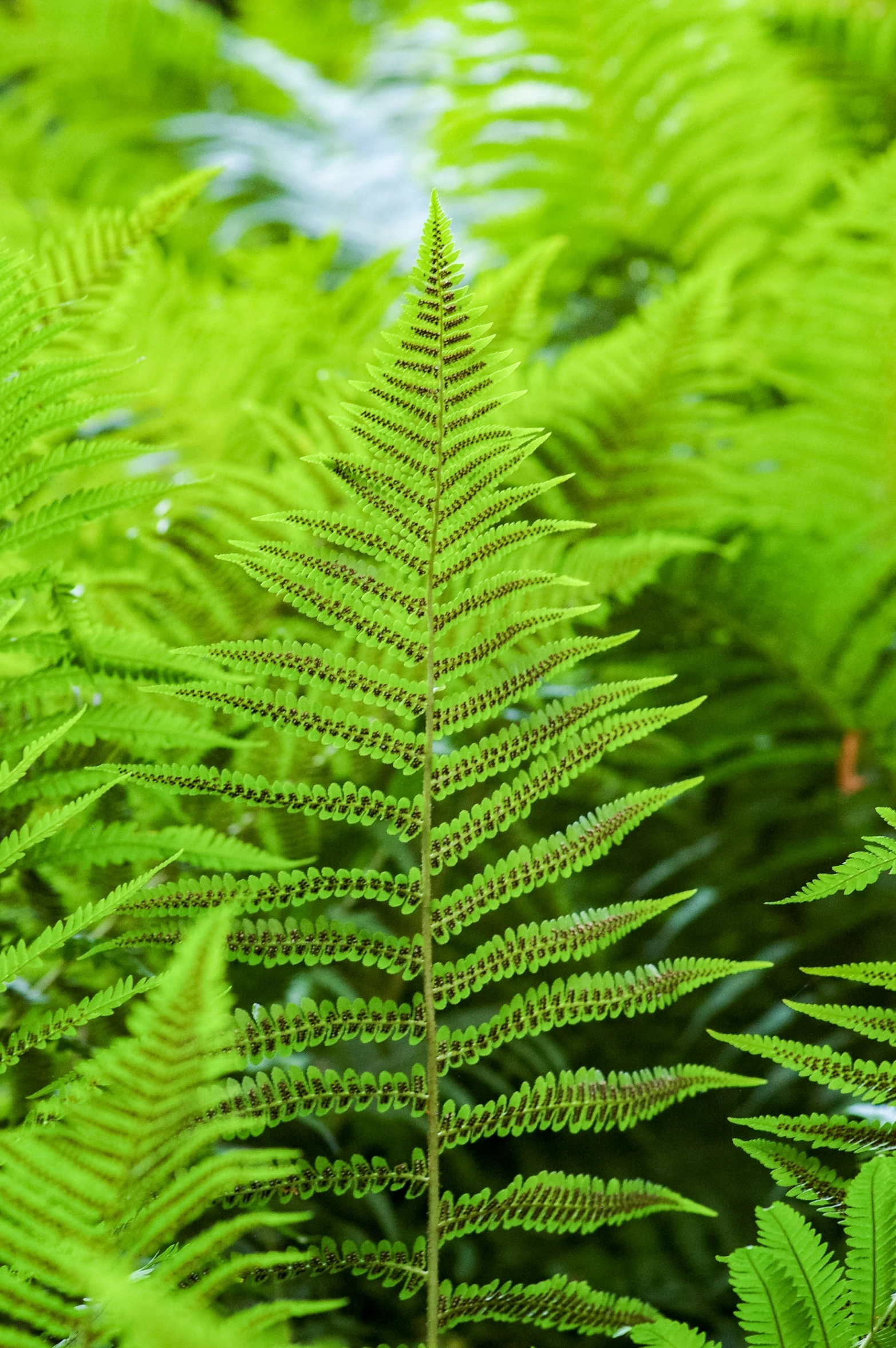 close up of leaves in an area with green plants