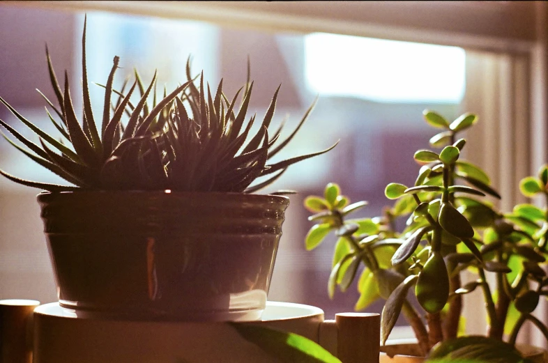 two potted plants in front of a window