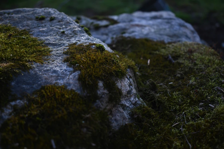 moss growing on rocks with grass in the background