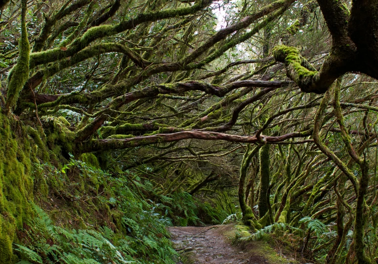 a path through a dense mossy forest