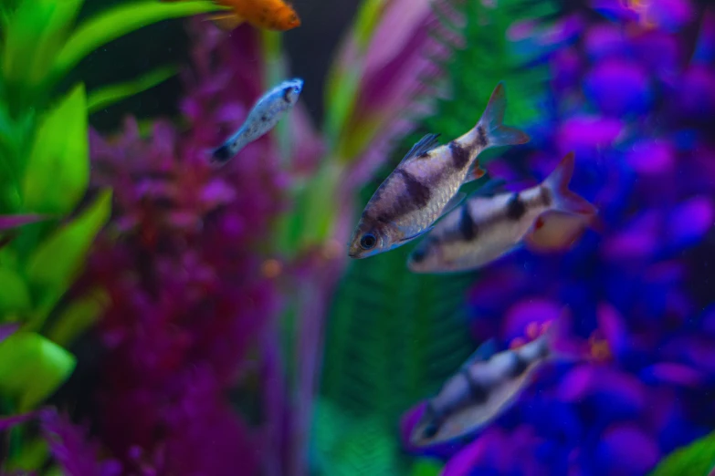 small tropical fish swimming through colorful plant life