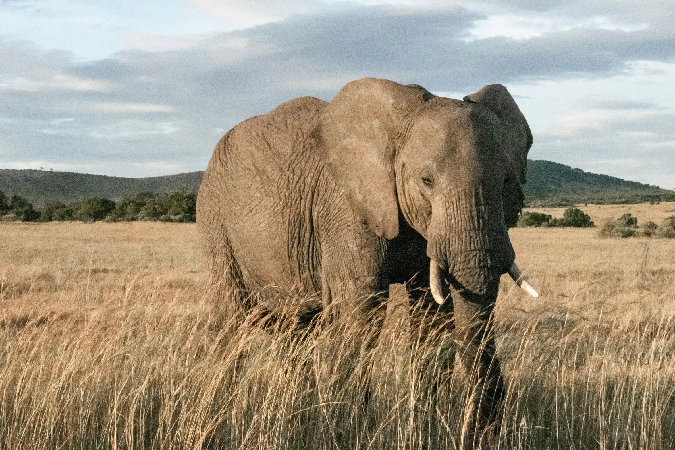 an elephant walking through some high grass in the wild