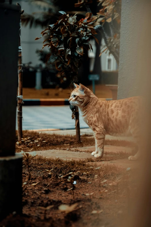 a small cat walking around outside by the street