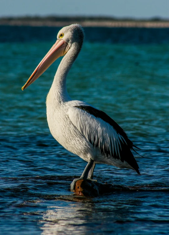 a bird on the water looking for food