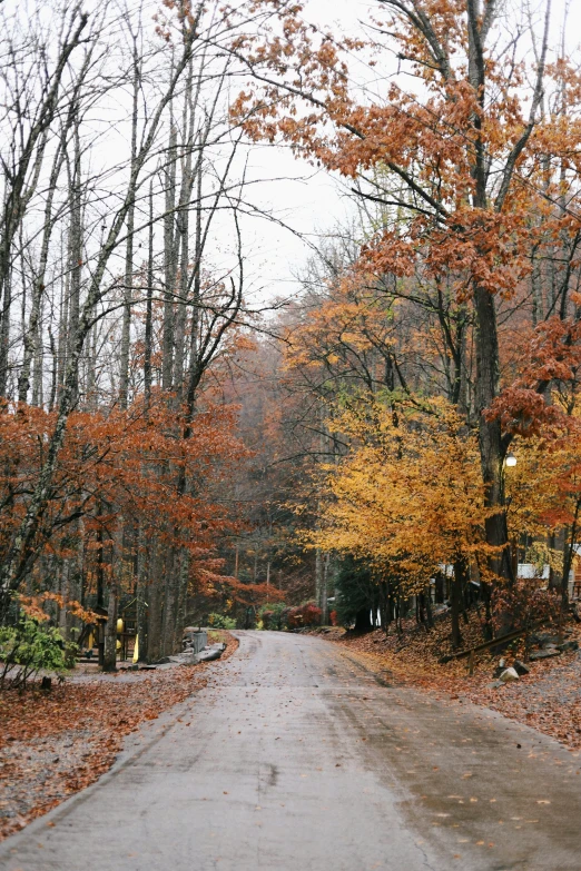 a road with leaves on it near trees