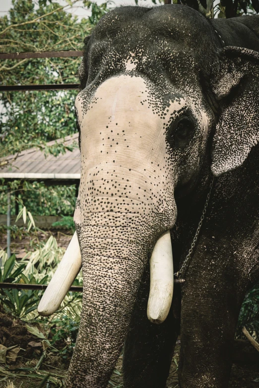 the elephant is painted gray and white with spots