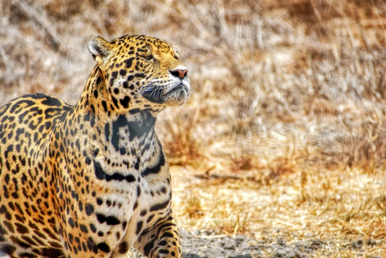 the leopard is looking toward the left in the wilderness