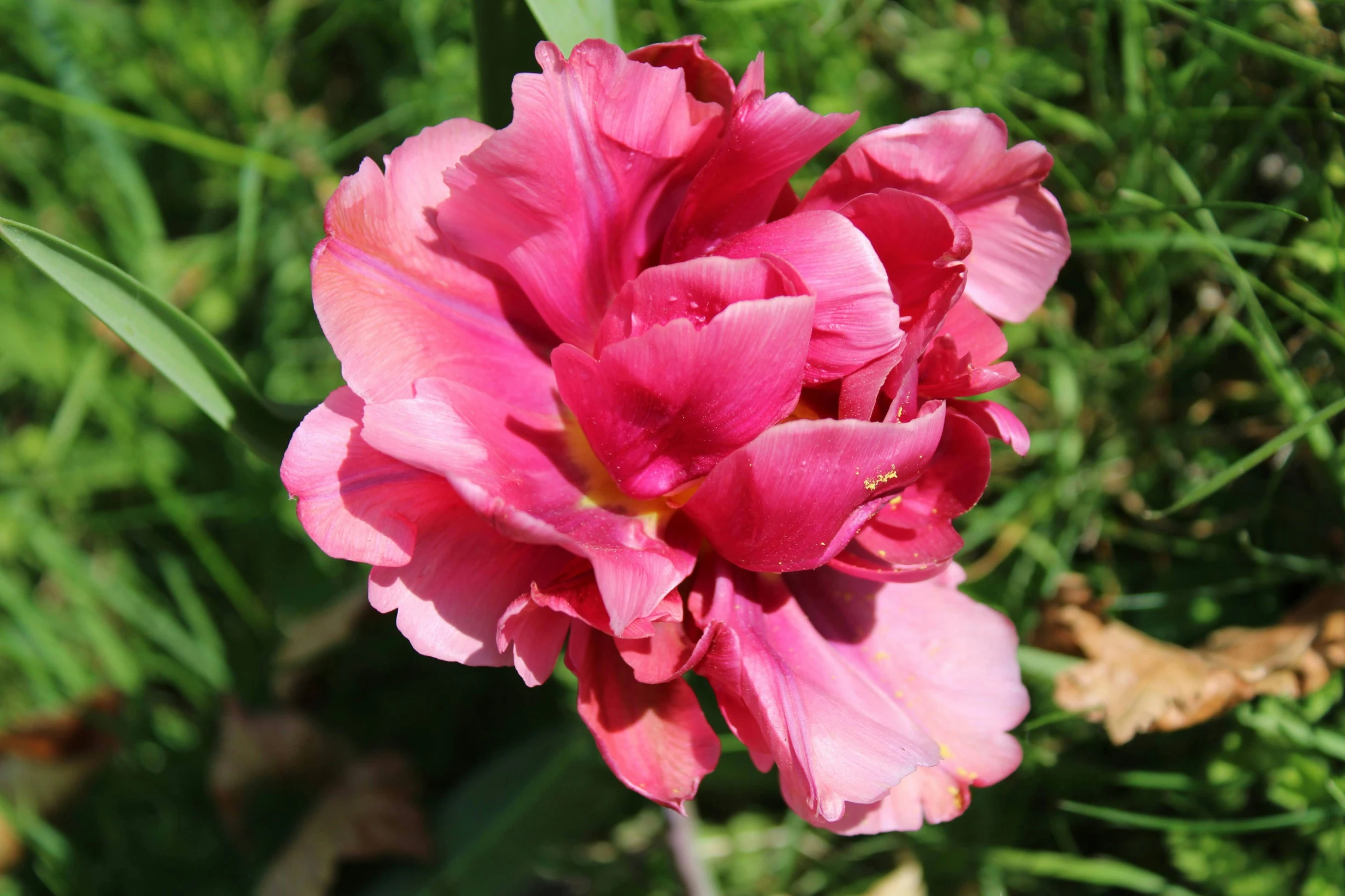 pink flowers growing in the grass in the day time